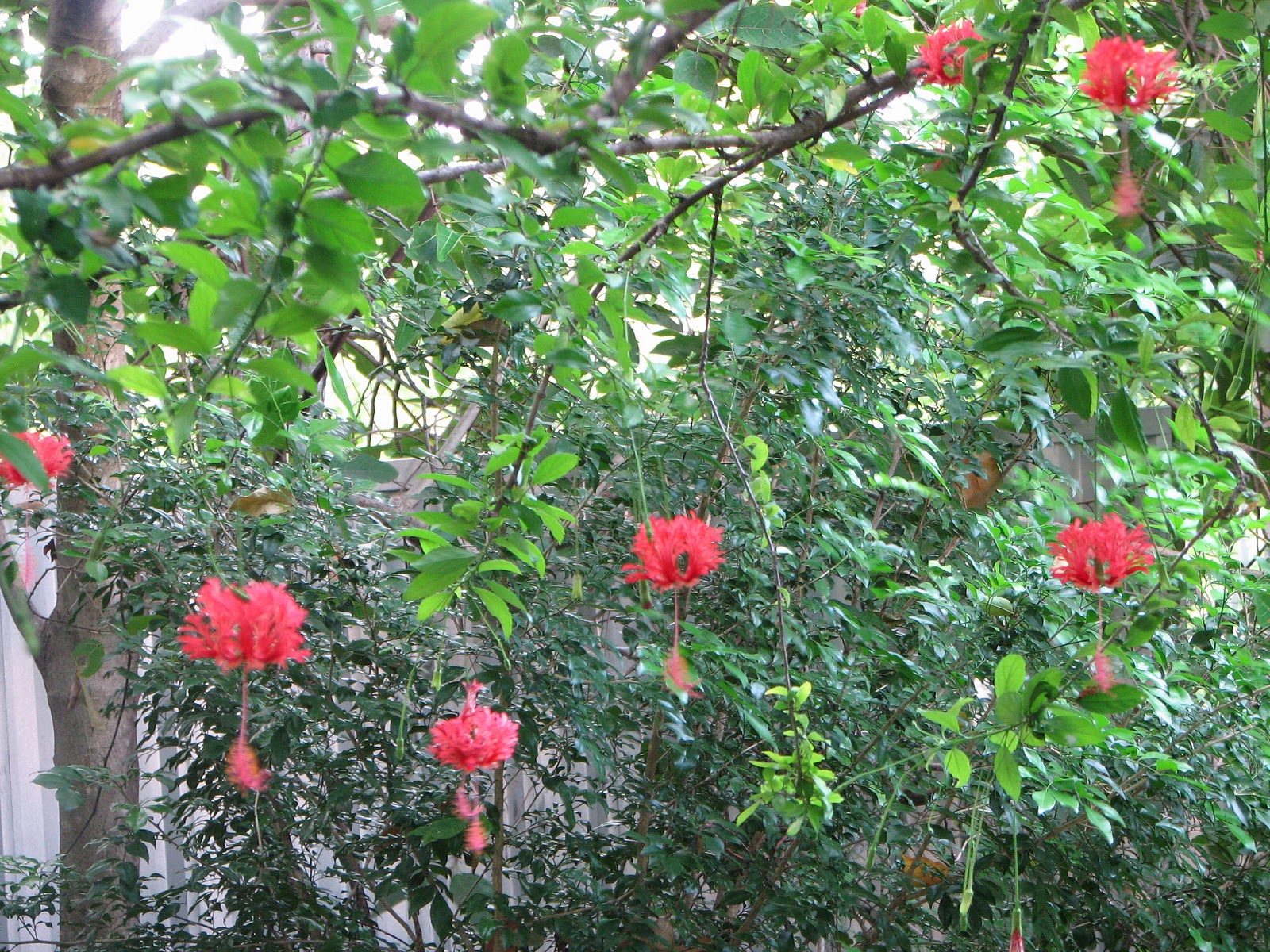 My Dry Tropics Garden: Hibiscus schizopetalus - Japanese Lantern